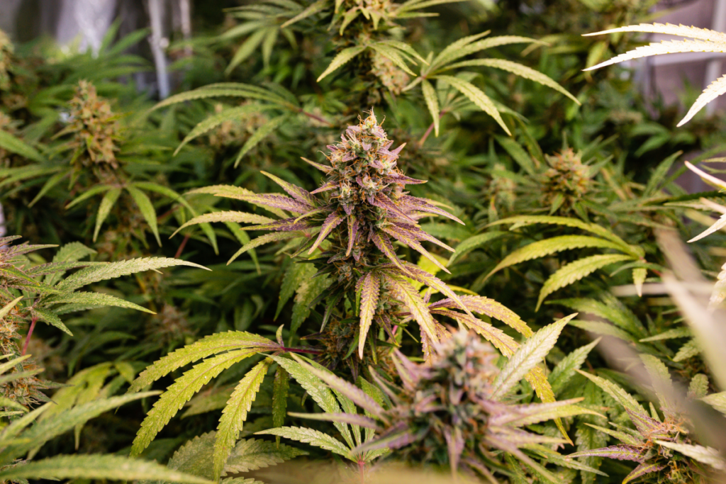 Sativa vs Indica diferencias en efectos
