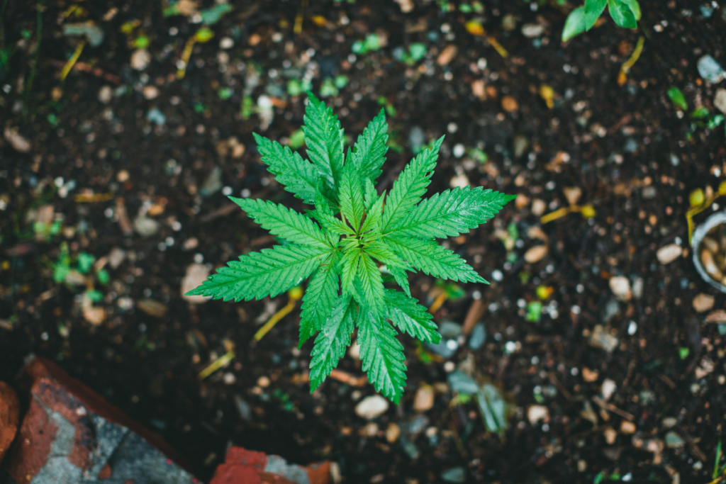 Cannabis Sativa vs Indica para bienestar