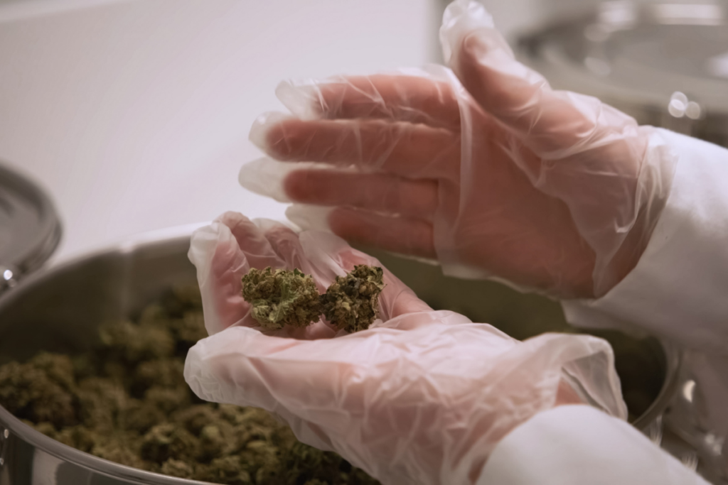 Sativa vs Indica vaporización saludable