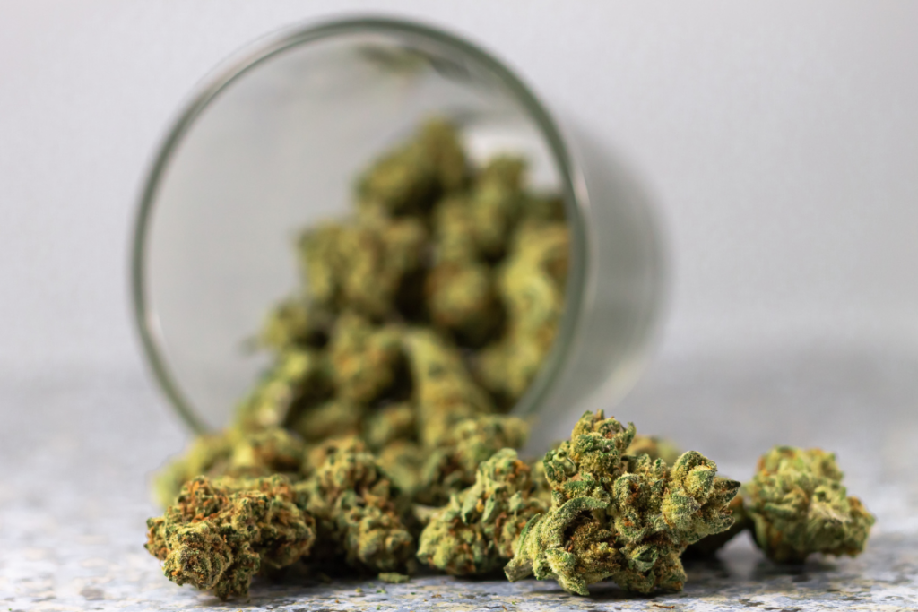 Sativa vs Indica guía para uso medicinal
