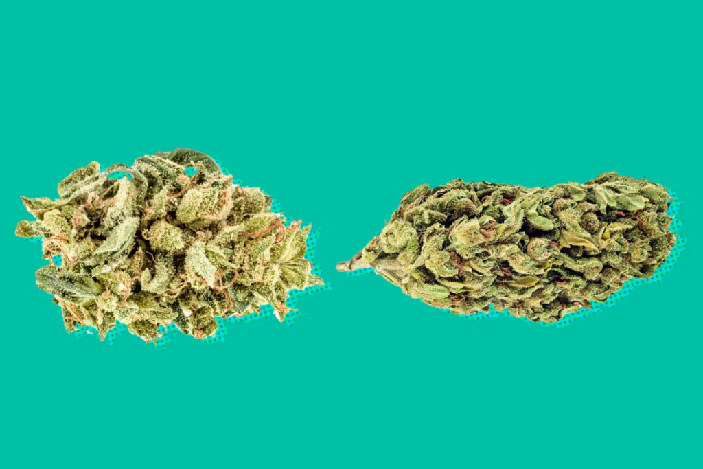 Terpenos que desmienten mitos índica sativa