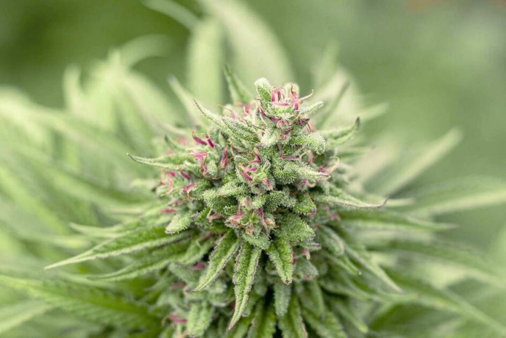 Terpenos que desmienten mitos índica sativa
