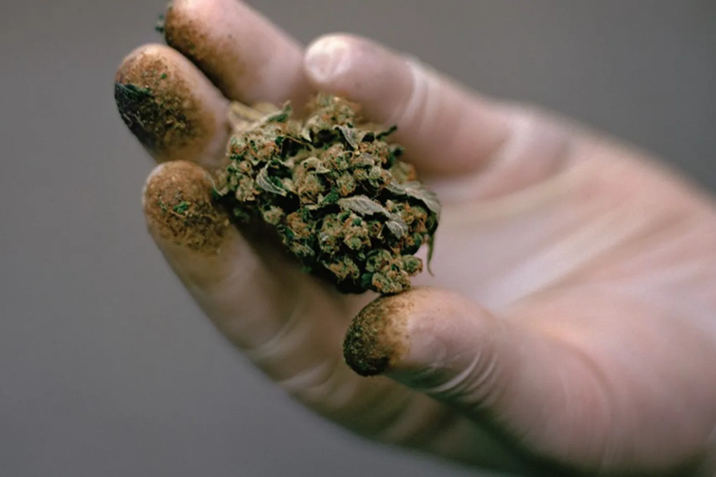Terpenos que desmienten mitos índica sativa
