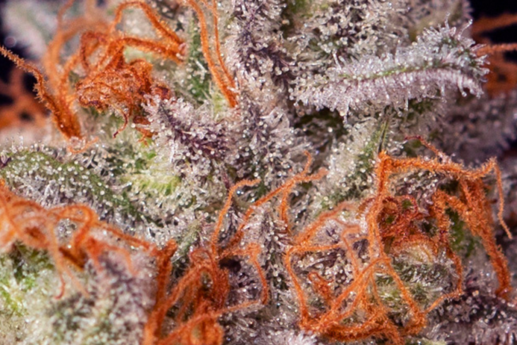 Terpenos que desmienten mitos índica sativa