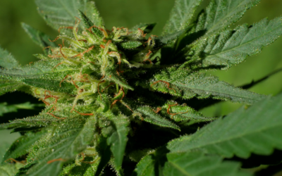Sativa vs Indica: Diferencias, efectos y bienestar cannábico