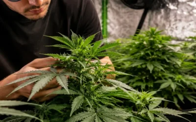 Cómo Cultivar Cannabis en Casa: Guía Completa para Principiantes