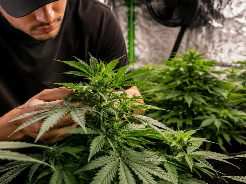 Cultivo de cannabis para principiantes Green Planet