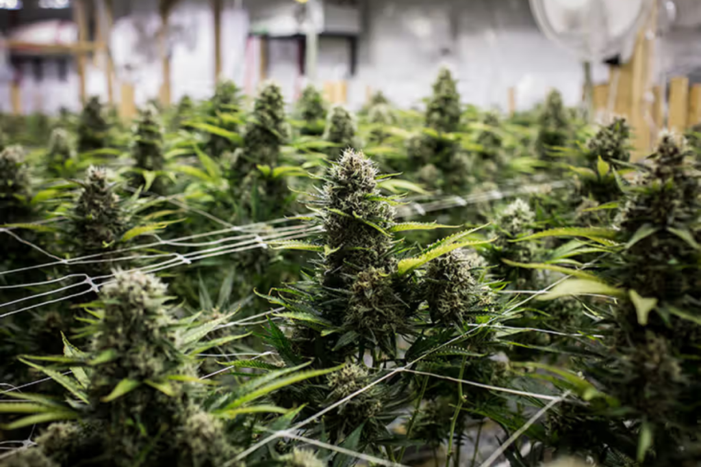 CBD y THC: cómo influyen en el cuerpo humano